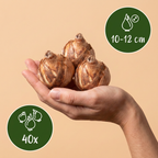 Botanische Narzissenmischung – 40 Blumenzwiebeln (Zwiebelgröße 10/12)