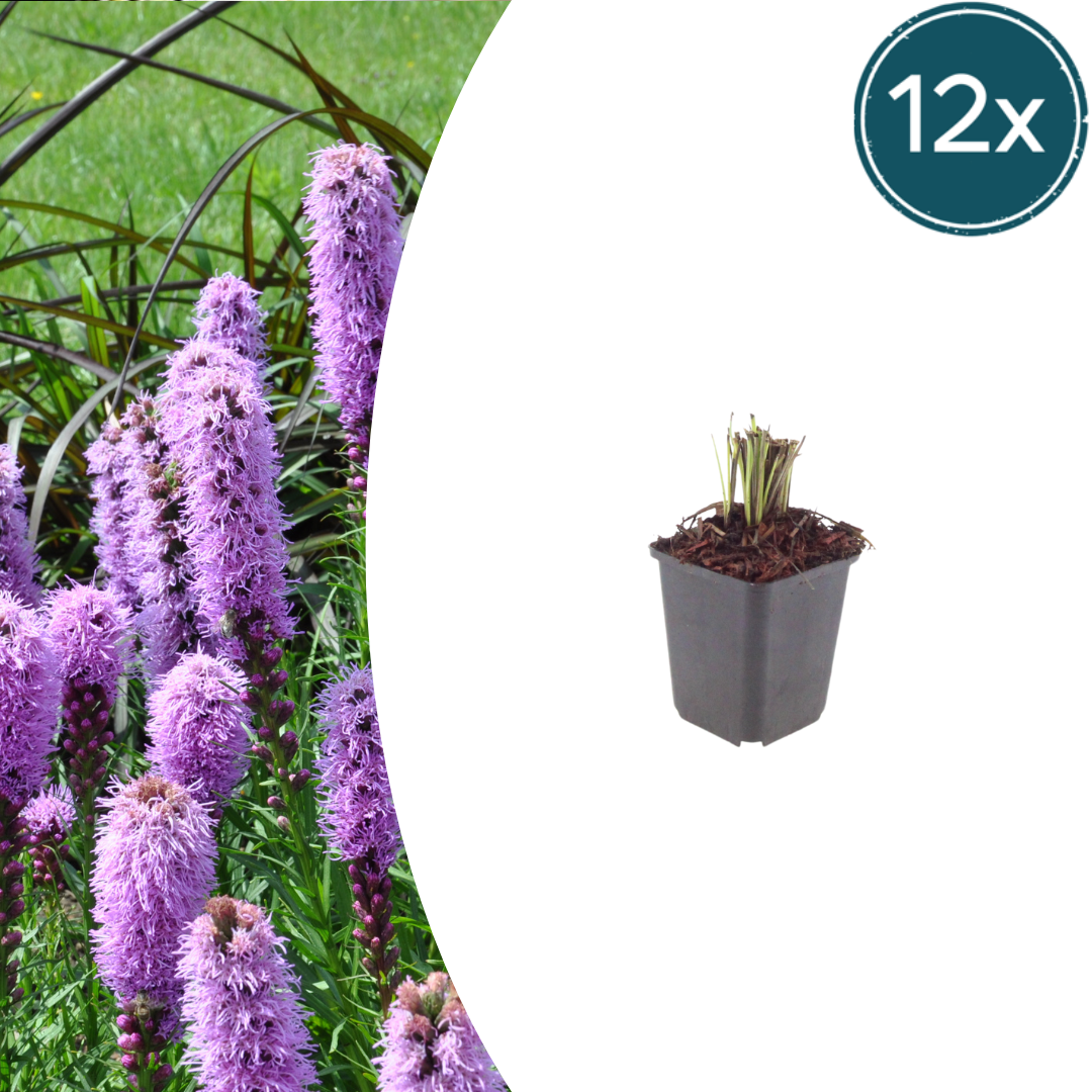 Liatris spicata (liatris à ombelle) – 12 plantes, Ø9 cm, 10–25 cm de haut