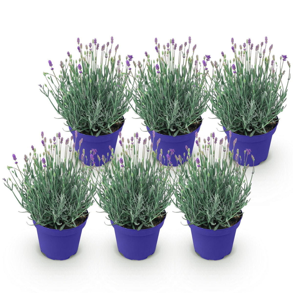 Lavandula angustifolia 'Hidcote' (lavendel) – paars – 6 planten, Ø12 cm, 15–25 cm hoog