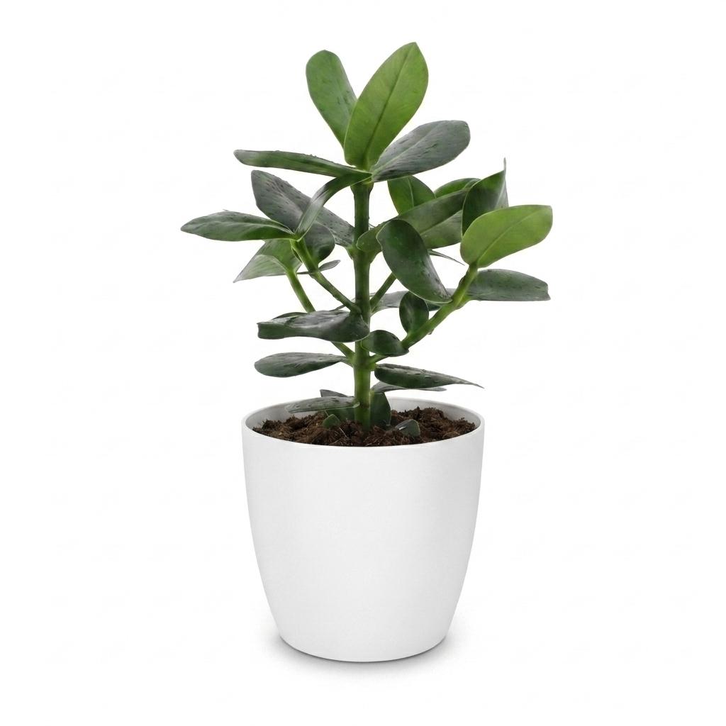Clusia Princess en pot décoratif blanc – Ø12 cm, 40 cm de haut