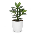 Clusia Princess en pot décoratif blanc – Ø12 cm, 40 cm de haut