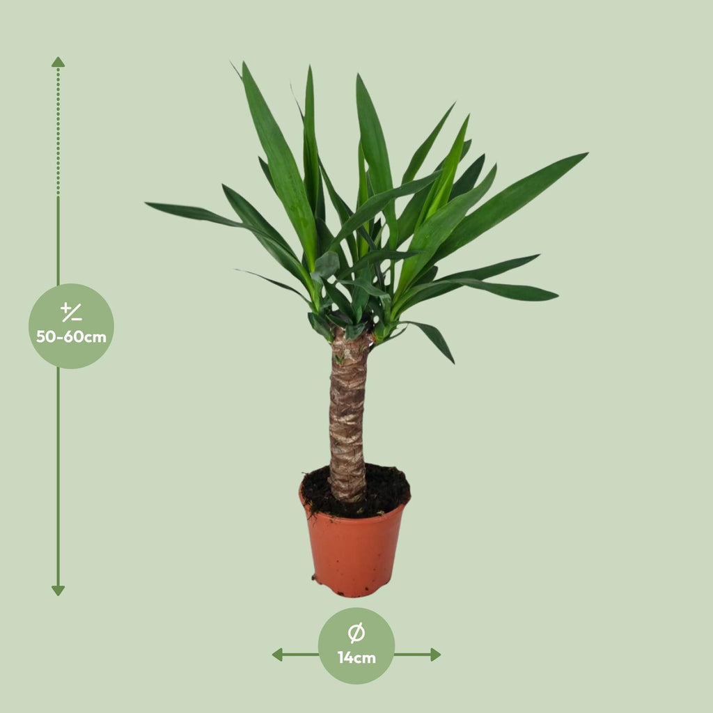 Yucca – Ø14 cm, 60 cm høj