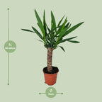 Yucca – Ø14 cm, 60 cm høj