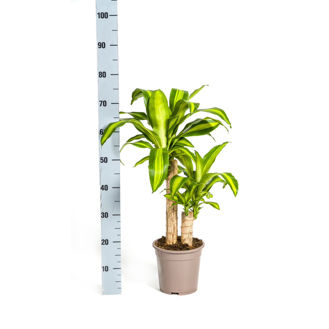 Dracaena fragrans Massangeana (Drachenbaum) – Ø 19 cm, 70–90 cm hoch