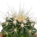 15× Mélange de cactus et plantes grasses (Cactaceae) – Ø6 cm, 13 cm de haut
