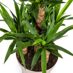 Yucca elephantipes – Ø30 cm, 90–110 cm høj
