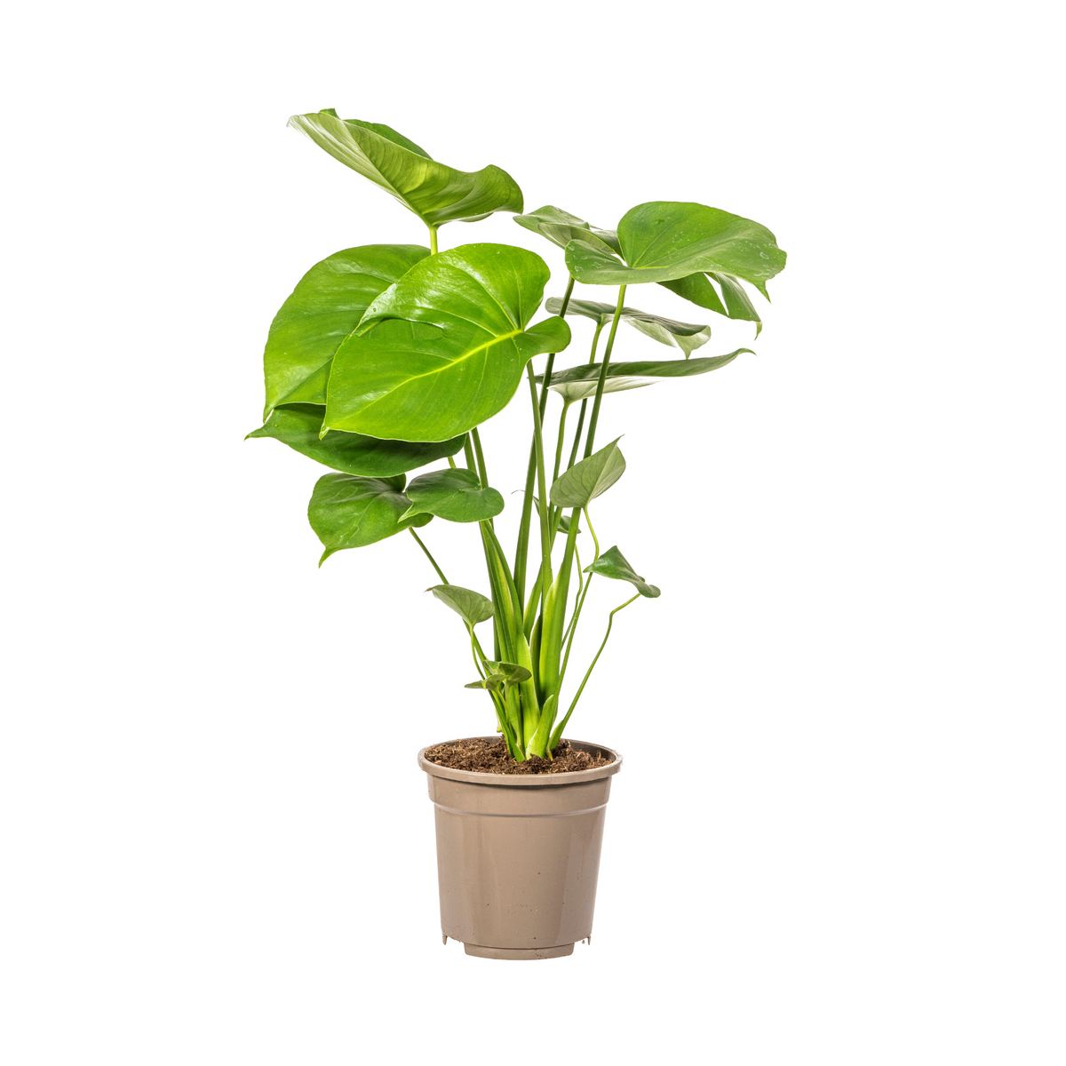 Monstera deliciosa Tauerii (Fensterblatt) – Ø 17 cm, 50–70 cm hoch