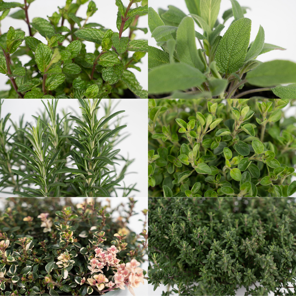 4× Pflanzenmix – Ø14 cm, 18 cm hoch