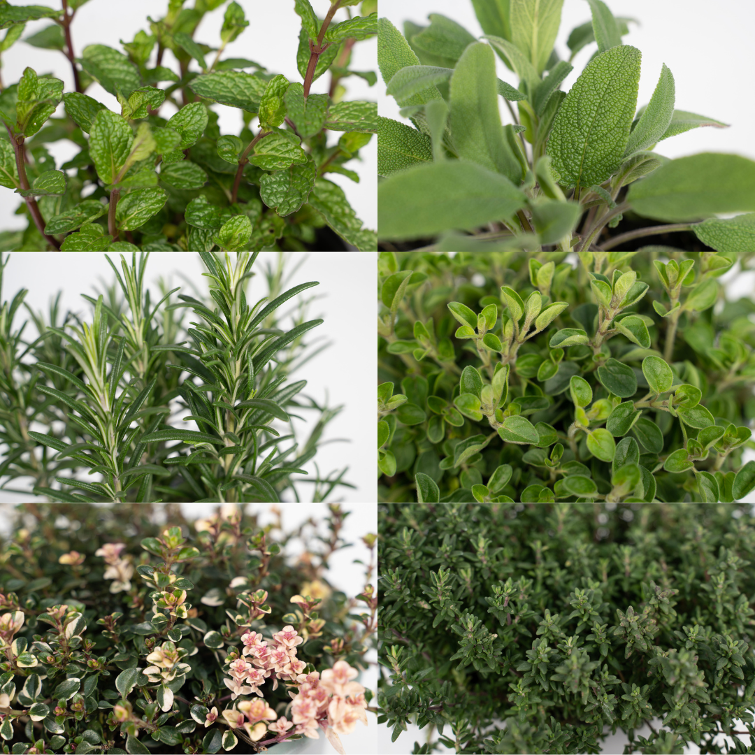 4× Pflanzenmix – Ø14 cm, 18 cm hoch