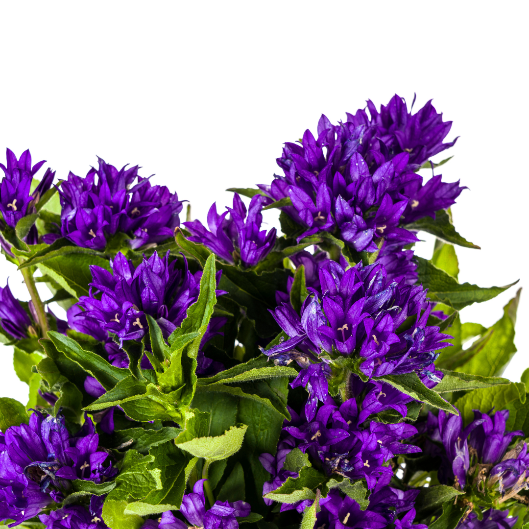 Campanula 'Glomerata Genti Blue' (klokjesbloem) – Ø19 cm, 30–40 cm hoog