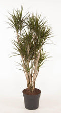 Dracaena marginata verzweigt (Drachenbaum) – Ø 32 cm, 160 cm hoch
