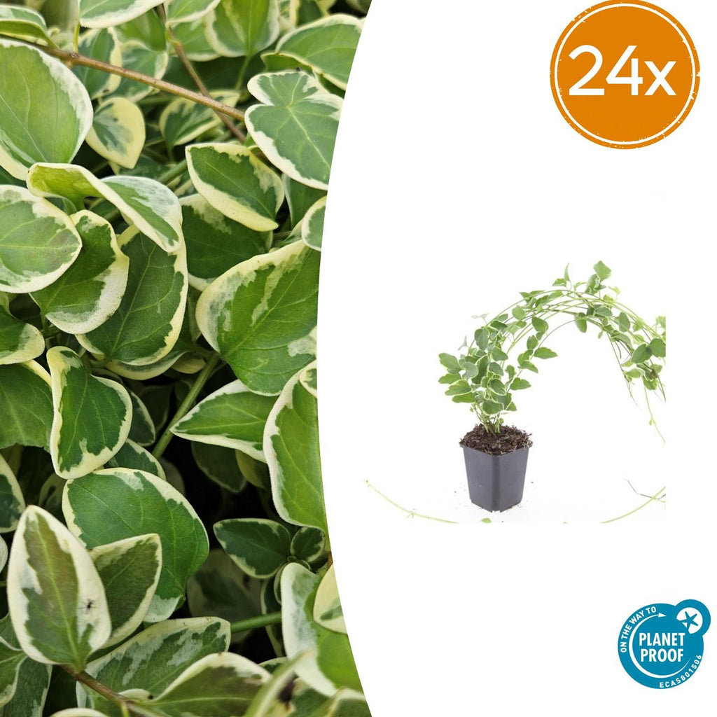 Vinca major 'Variegata' (Gewöhnlicher Efeu) – 24 Pflanzen, Ø9 cm, 10–25 cm hoch – Bild 2