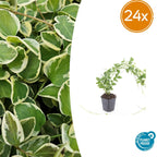 Vinca major 'Variegata' (Gewöhnlicher Efeu) – 24 Pflanzen, Ø9 cm, 10–25 cm hoch