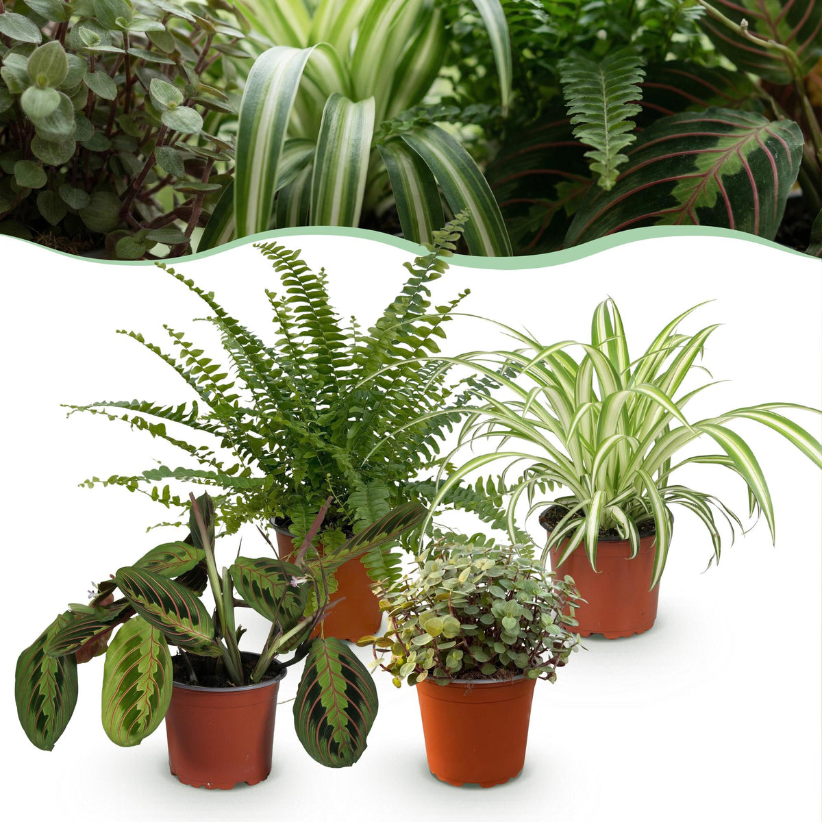4× Callisia – Ø12 cm, 25 cm høj