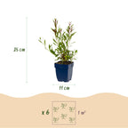 Gaura lindh. 'Florgauros' (prachtkaars) – pink – 24 plants, Ø11 cm, 15–25 cm high