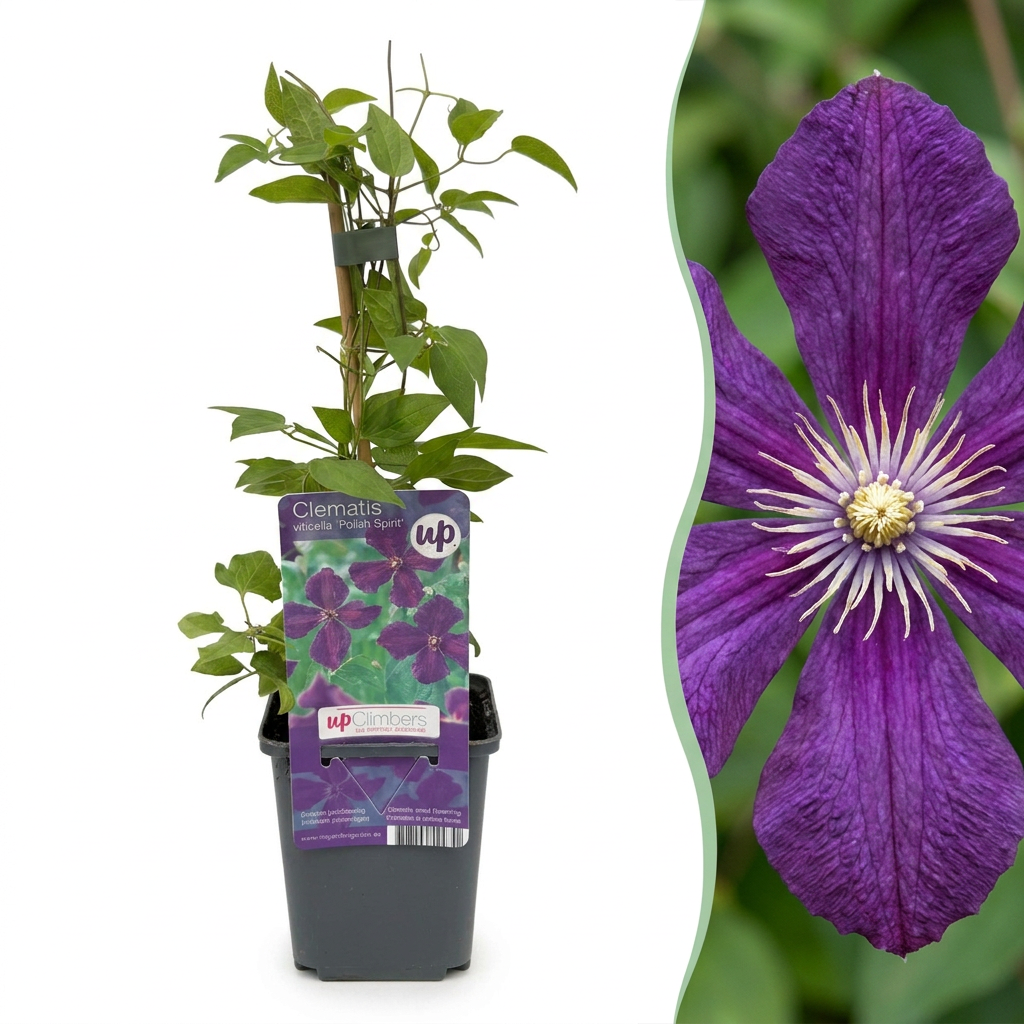 Clematis 'Viticella Polish Spirit' (virgin's-bow-delphinium) – purple – 2 plants, Ø9 cm, 35 cm high