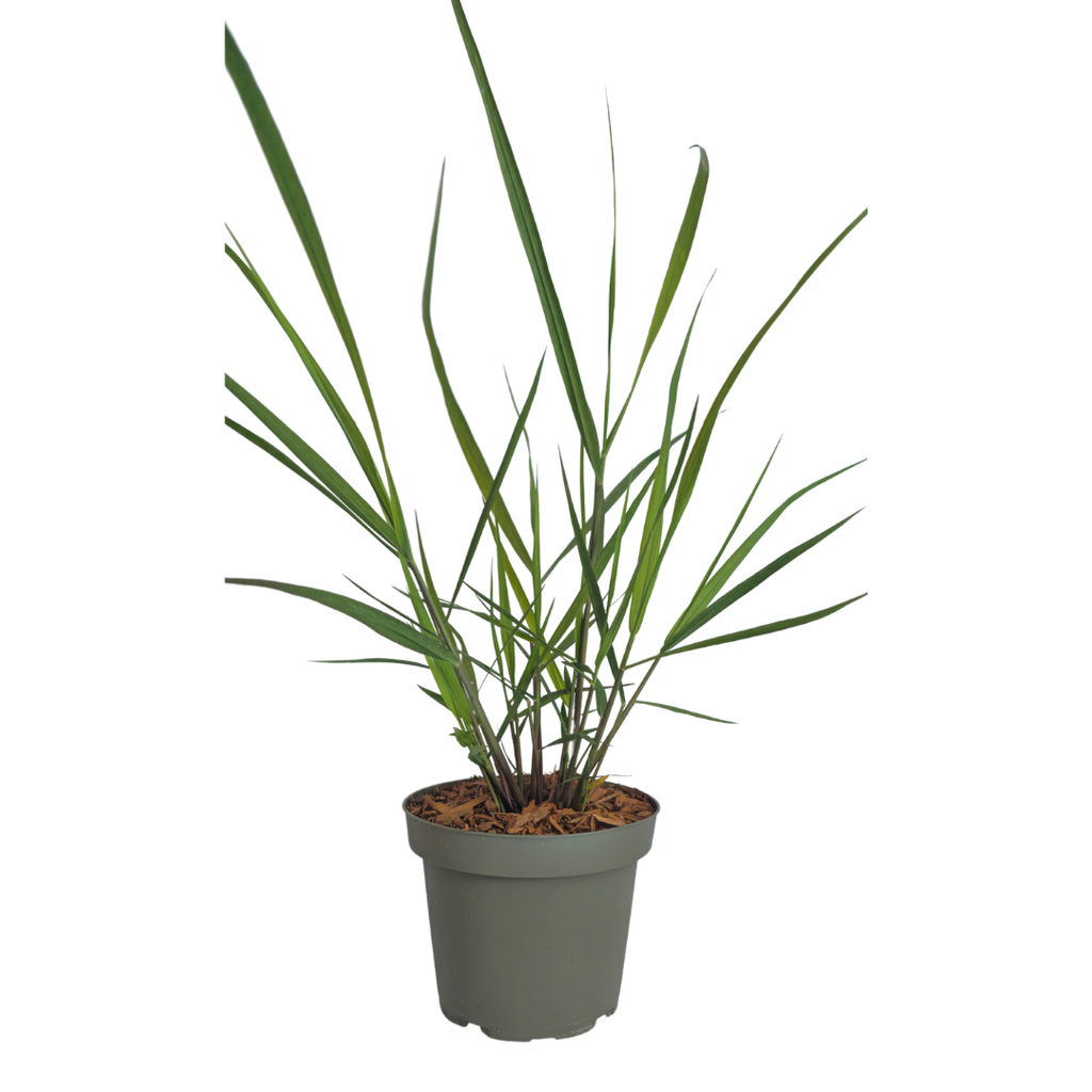 Panicum virgatum 'Rotstrahlbusch' (graminée ornementale aux couleurs automnales chaudes) – 6 plants, Ø12 cm – photo 4