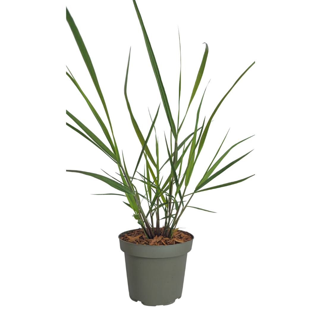 Panicum virgatum 'Rotstrahlbusch' (graminée ornementale aux couleurs automnales chaudes) – 6 plants, Ø12 cm – photo 4