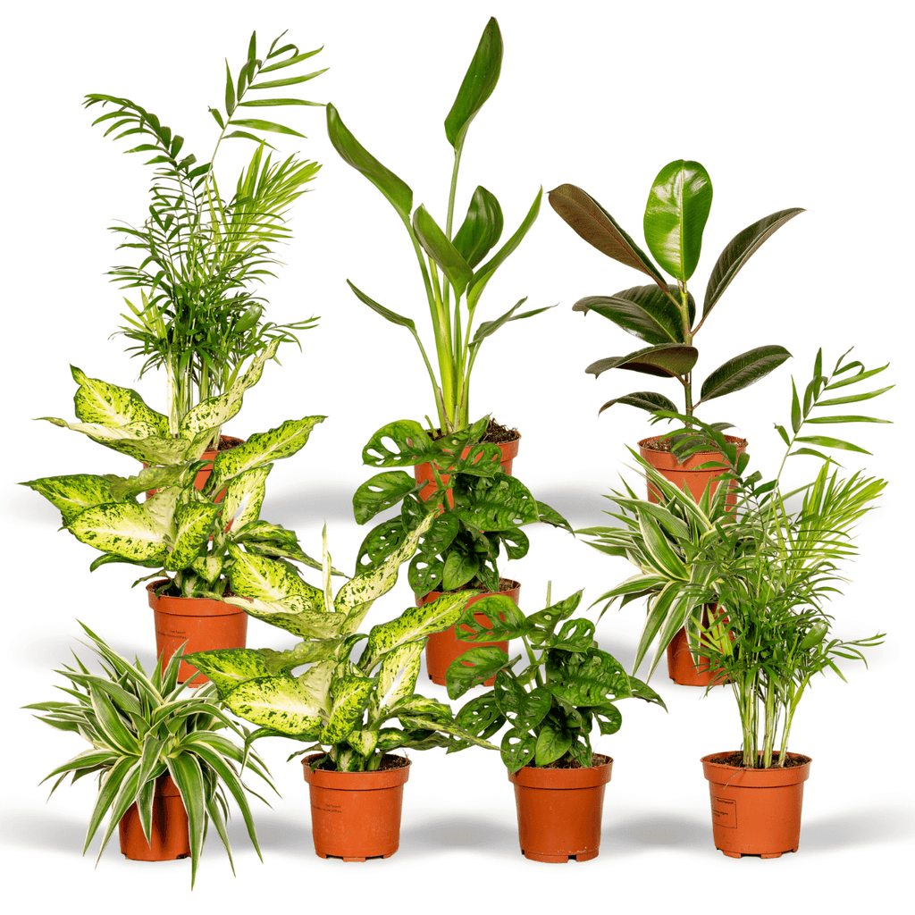 Verrassingsbox kamerplantjes – Ø12 cm, 25 cm hoog – art. 3862