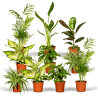 Verrassingsbox kamerplantjes – Ø12 cm, 25 cm hoog – art. 3862
