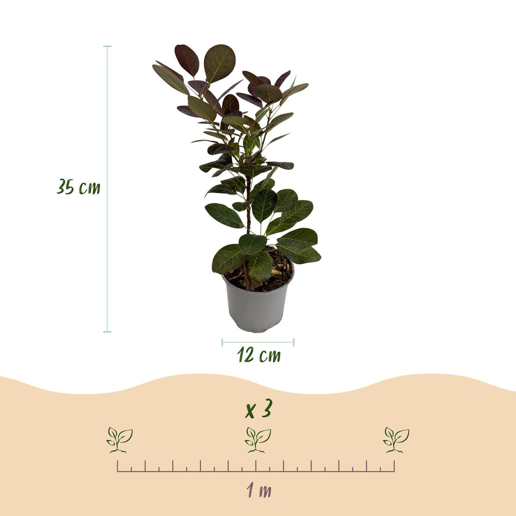 Cotinus coggyria 'Royal Purple' (smoke tree) – purple – Ø12 cm, 35 cm high – photo 3