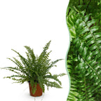 Nephrolepis exaltata Green Lady (zwaardvaren) – Ø12 cm, 25 cm hoog