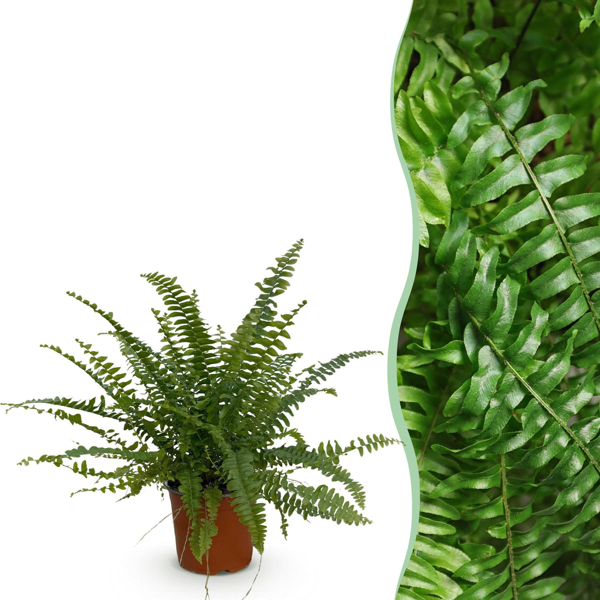 Nephrolepis exaltata Green Lady (zwaardvaren) – Ø12 cm, 25 cm hoog