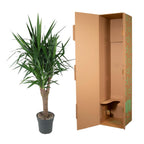 Yucca Elephantipe vertakt – Ø31 cm, 150 cm hoog