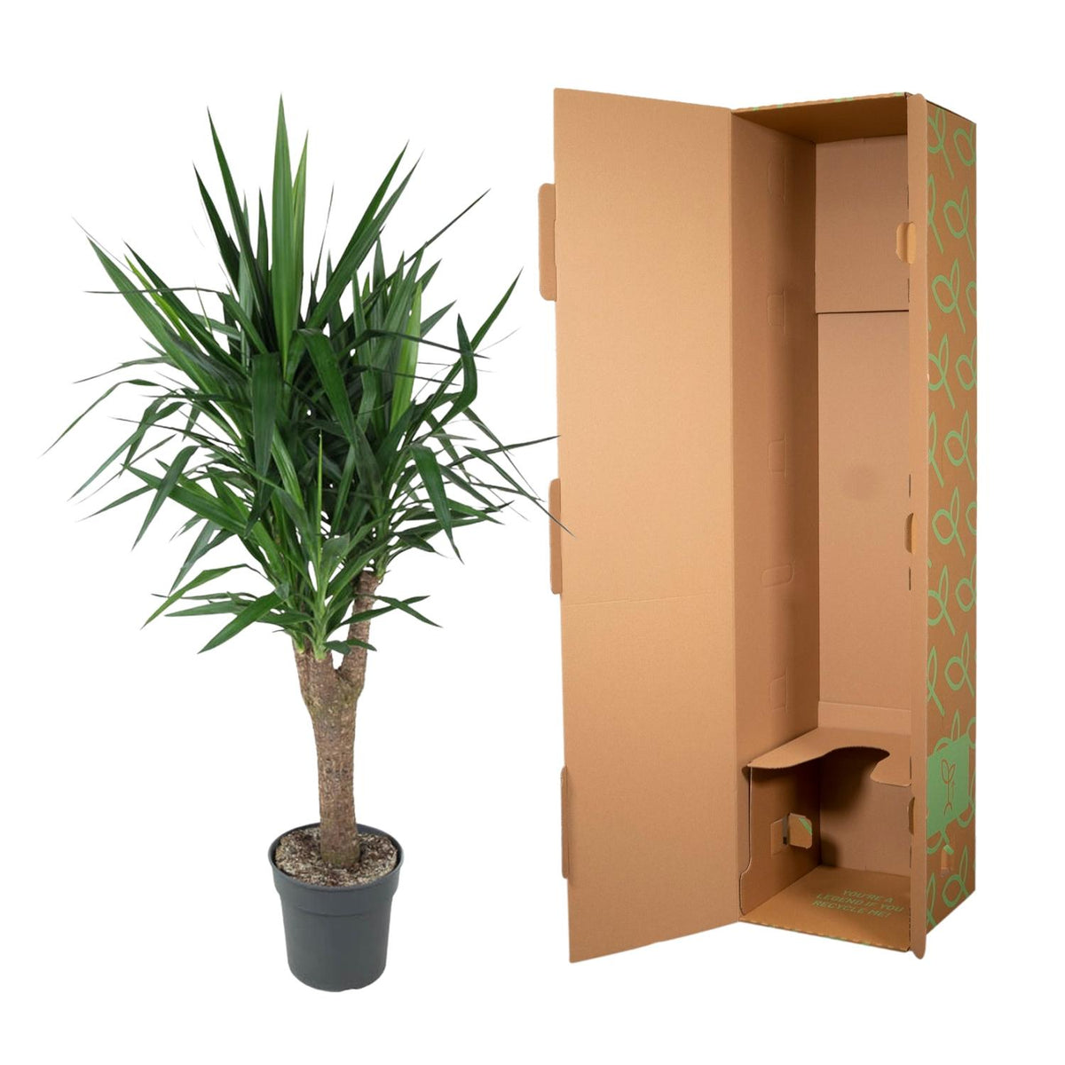 Yucca Elephantipe verzweigt – Ø 31 cm, 150 cm hoch