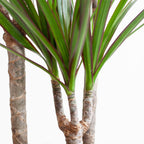 Dracaena marginata (dragetræ) i Potter-pyntepotte – Ø21 cm, 95 cm høj