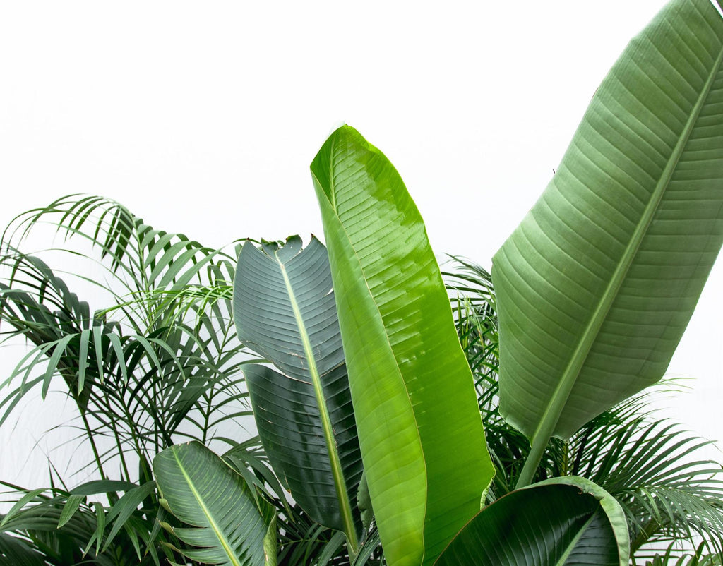 Kentia 200 cm, Strelitzia Nicolai 225 cm, Areca (Dypsis) – Ø40 cm, 200 cm high – photo 2