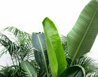 Kentia 200 cm, Strelitzia Nicolai 225 cm, Areca (Dypsis) – Ø40 cm, 200 cm high