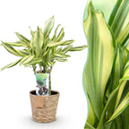 Dracaena fragrans Diamond Dream (dragebreg) med kurv – Ø17 cm, 50–55 cm høj