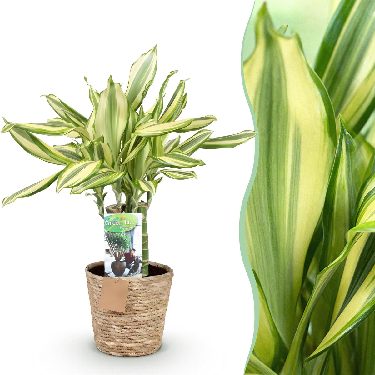 Dracaena fragrans Diamond Dream (Drachenbaum) mit Korb – Ø 17 cm, 50–55 cm hoch