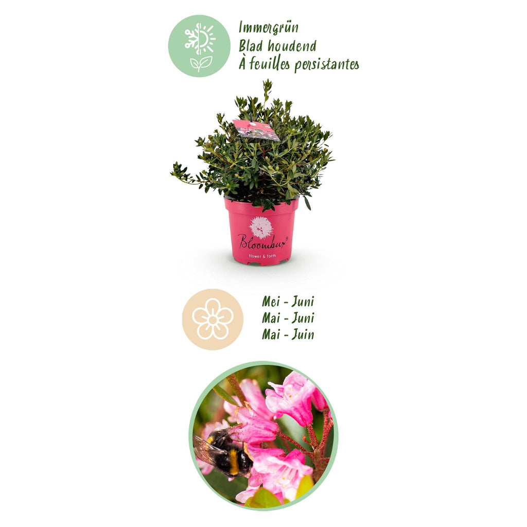 Rhododendron 'Bloombux Magenta' (Rhododendron) – 2 Pflanzen, Ø 23 cm, 45–55 cm hoch – Bild 4