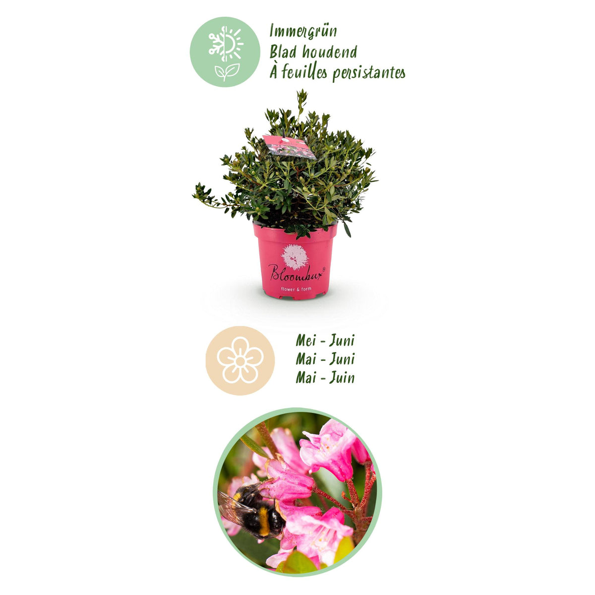 Rhododendron 'Bloombux Magenta' (Rhododendron) – 2 Pflanzen, Ø 23 cm, 45–55 cm hoch – Bild 4