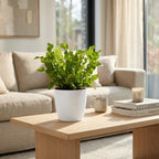 4× Asplenium Crispy Wave (fugleredefarn) i Potter-pyntepotte hvid – Ø12 cm, 30 cm høj