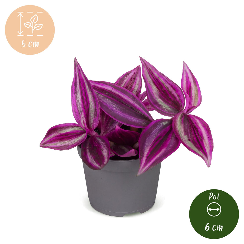Tradescantia Pink Paradise® – Ø 6 cm, 5 cm hoch
