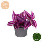 Tradescantia Pink Paradise® – Ø 6 cm, 5 cm hoch