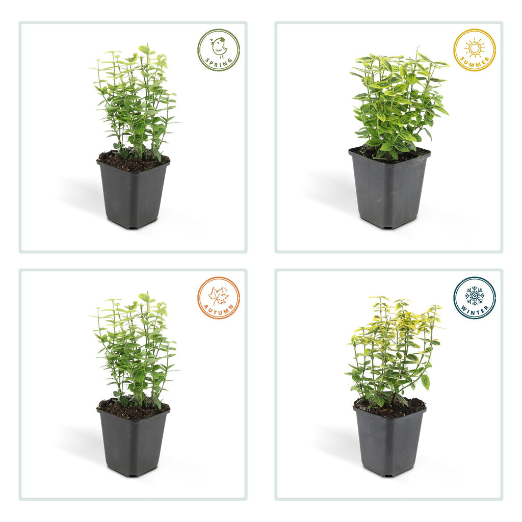 Euonymus fort. 'Emerald N Gold' (Kardinalsmuhr) – 12 Pflanzen, Ø9 cm, 10–25 cm hoch – Bild 4