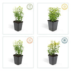 Euonymus fort. 'Emerald N Gold' (Kardinalsmuhr) – 12 Pflanzen, Ø9 cm, 10–25 cm hoch