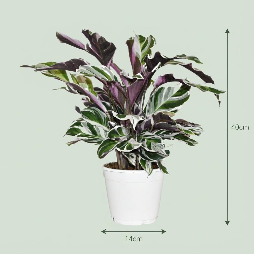 Calathea Fushion White – Ø14 cm, 35–40 cm hoog