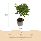 Cotinus coggyria 'Young Lady' (Pfeifenbaum) – 3 Pflanzen, Ø 12 cm, 35 cm hoch