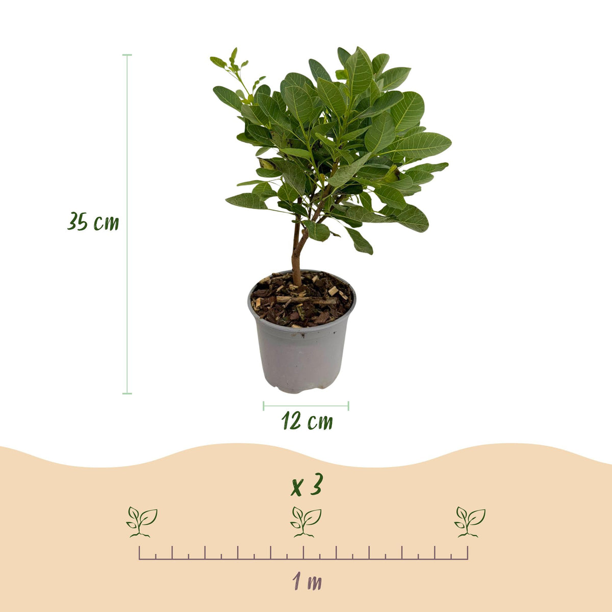 Cotinus coggyria 'Young Lady' (Pfeifenbaum) – 3 Pflanzen, Ø 12 cm, 35 cm hoch – Bild 3