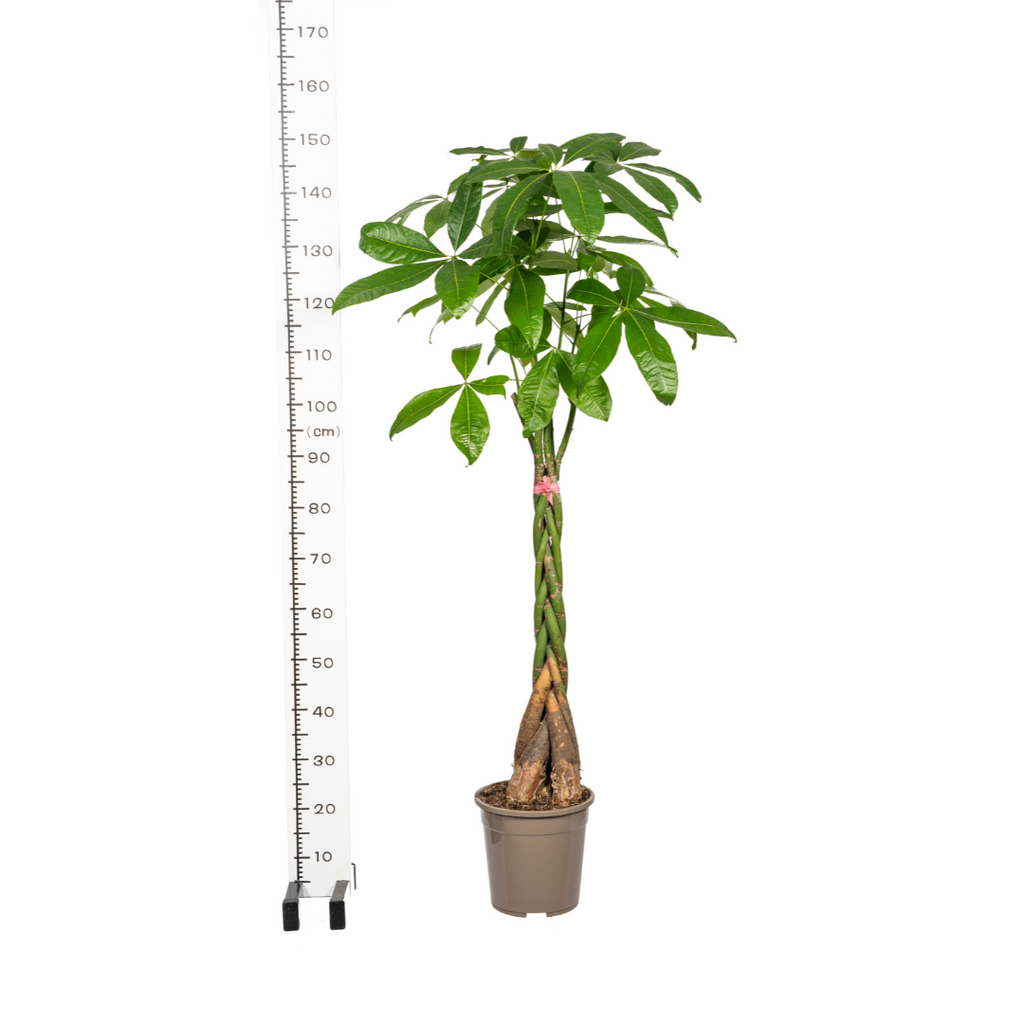 Pachira aquatica (geldboom) – Ø24 cm, 120–140 cm hoog