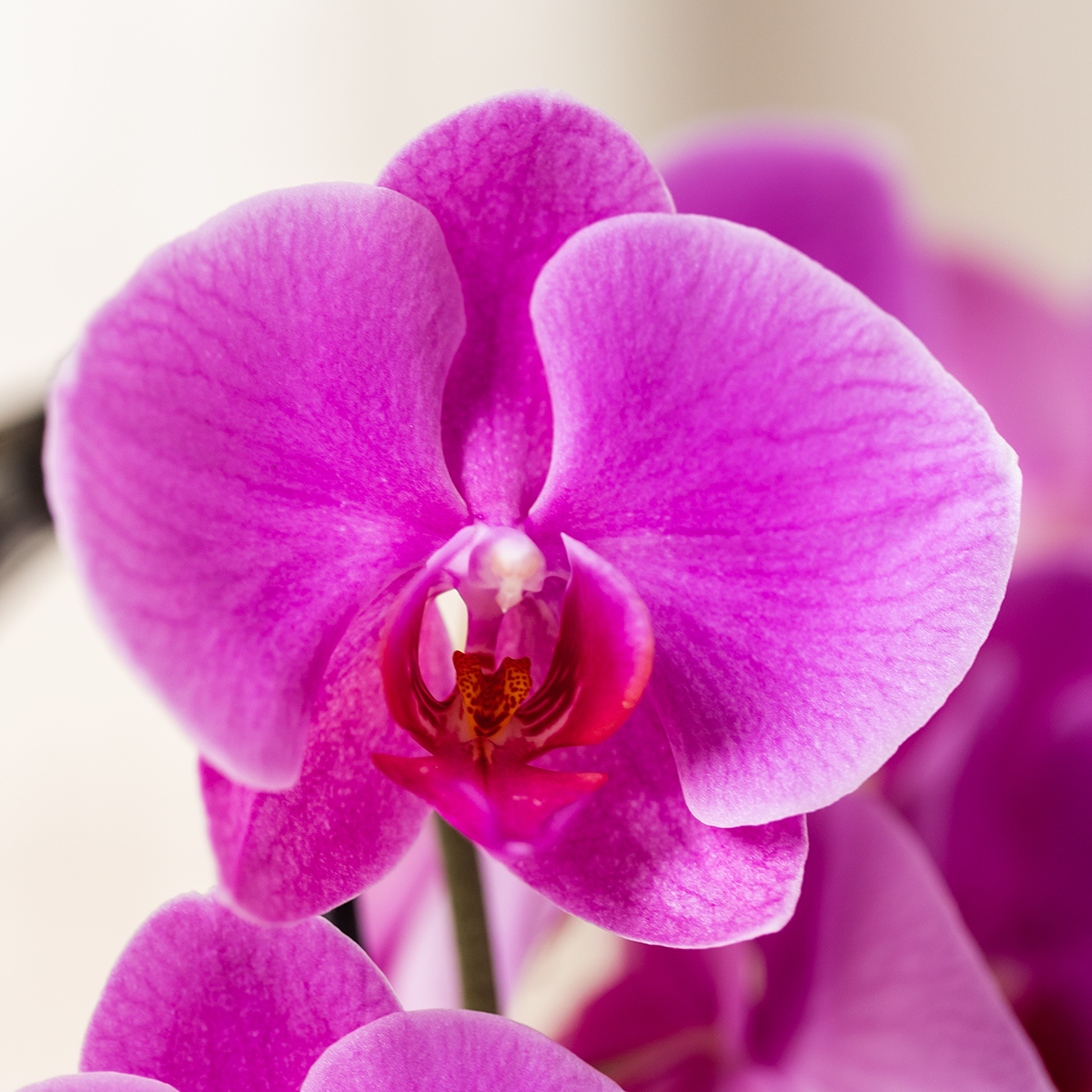Phalaenopsis 'Freeride Niagara Falls' paars (orchidee) in Horizon sierpot paars – Ø12 cm, 52 cm hoog