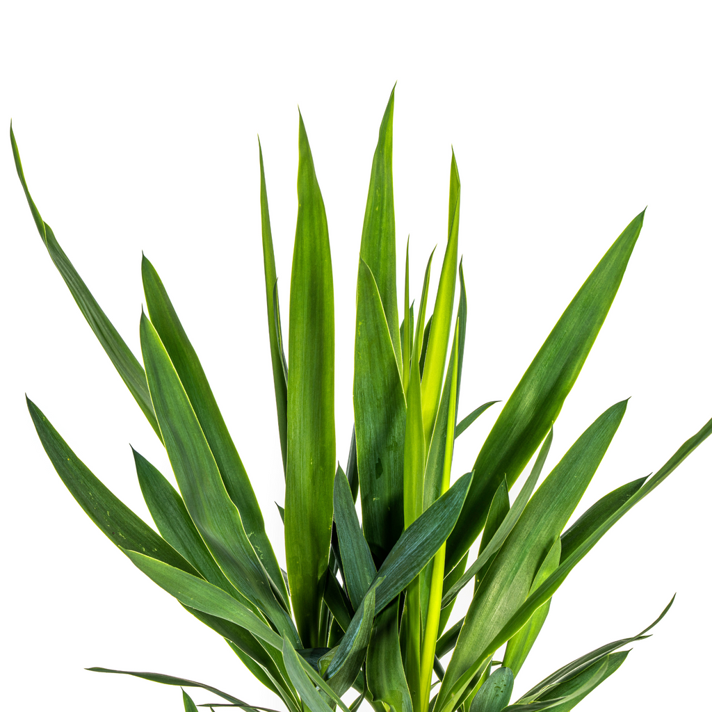 Yucca elephantipes – Ø19 cm, 70–90 cm høj