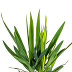 Yucca elephantipes – Ø19 cm, 70–90 cm høj