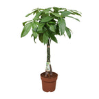 Pachira aquatica (pengeplante) – Ø24 cm, 120 cm høj