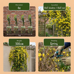 Jasminum nudiflorum (jasmin d'hiver) – jaune – Ø9 cm, 35 cm de haut